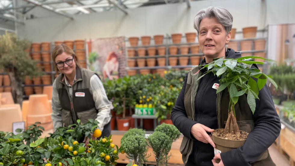 Therese Grabe går igenom butikens sortiment av citrusväxter. Fler kunder vill odla ätbart hemma, enligt henne och Camilla Lindström. 