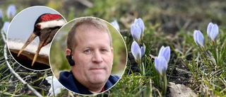 Trots bakslagen: "Nu är säkra vårtecknet här"