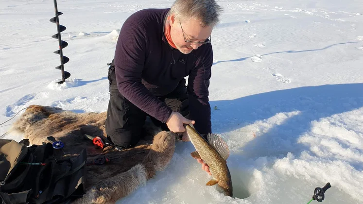 Det går utmärkt att återutsätta harr under vårvintern när kylan lättat, skriver länsstyrelsen.