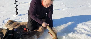 Här är det förbud på uppskattade pimpelfisken