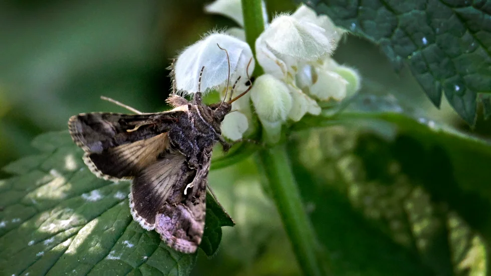 Flygfä sitter på en blomma.