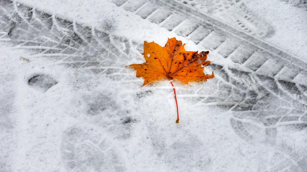 Snart kan säsongens första snö komma till Uppsala.