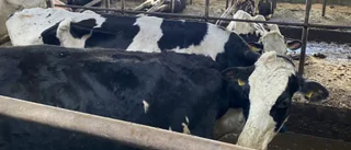 Död kalv hittades vid kontroll av lantbruk i Piteå kommun