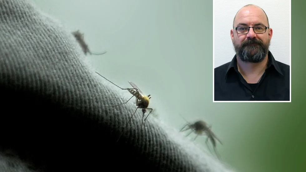 "Myggen gillar inte jordbruksmarker och åkrar, det finns inga djur och det blir för varmt och torrt helt enkelt.", förklarar Anders Lindström, forskare vid Statens Veterinärmedicinska anstalt. För myggen är det blöta skogar och våtmarker som gäller.