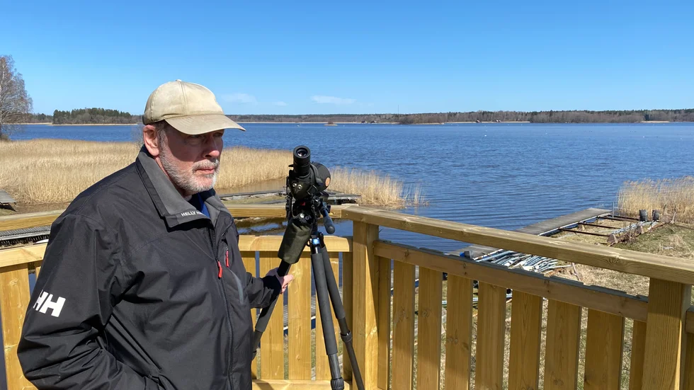 Redan innan fågeltornet i hamnen i Ledskär kom upp var det många som kollade in fågellivet i området. Nu har det blivit ännu flera menar Ingmar Gertqvist.