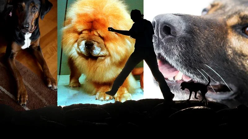 Kolla dina kunskaper om människans bästa vän – hunden. 