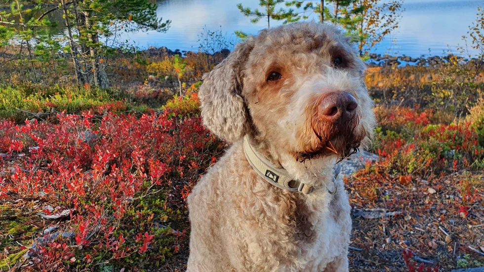 Wilson trivs ute i skogen.