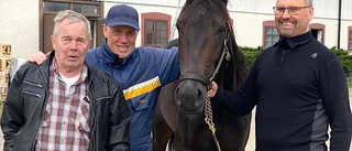 Många hemmahästar i V75 på Skellefteåtravet – så lottades startspåren till travfesten