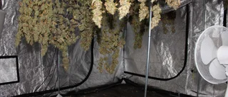 Tillverkade cannabis i knarkfabrik – döms till fängelse