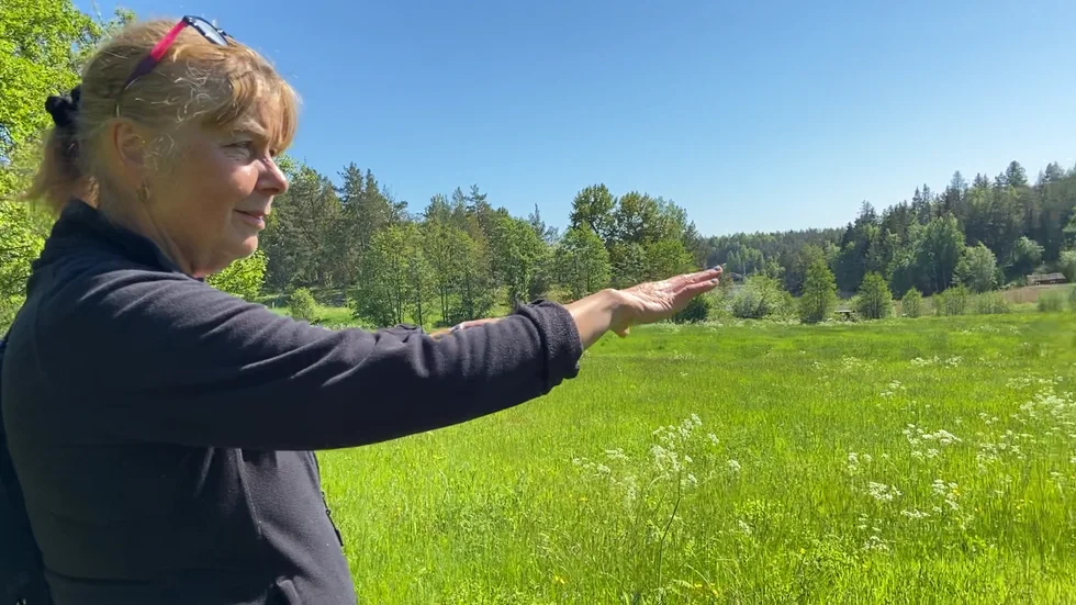 Birgitta Andersson tittar ut över den tidigare gödslade delen av betesmarken. Idag är den fylld med hundkex men hon tror att det kommer förändras till magrare ängsblommor när korna betat ner den. 