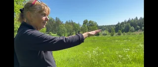 Se så många blommor som slagit ut på ängen – efter insats: "Gullviva, mandelblom, kattfot..."
