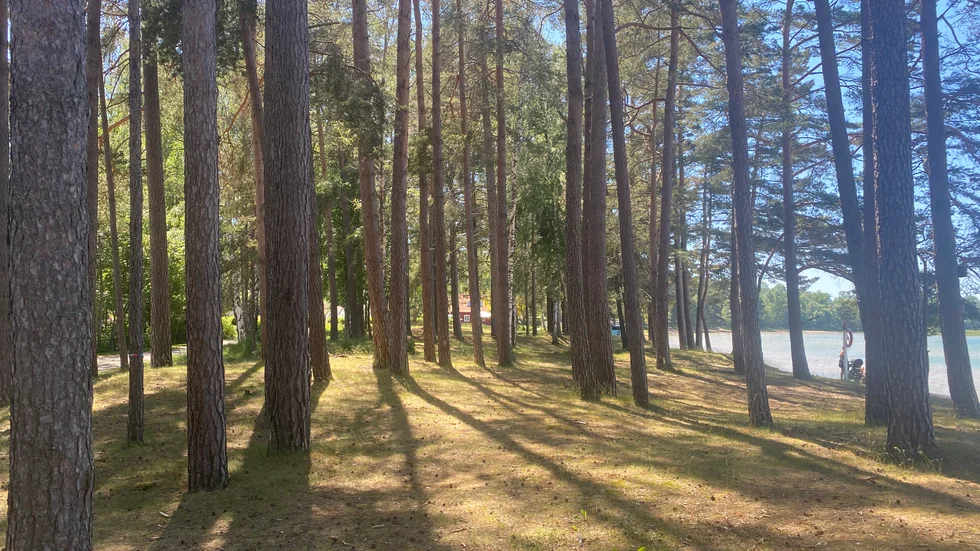 Kommunen ser över skicket på tallarna i Varamon. 