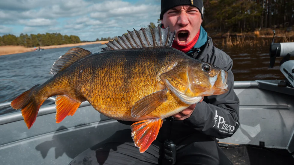 Abborren vägde 2,78 kilo och var 52 centimeter lång. Fisken dokumenterades noga – innan den kastades tillbaka i havet och kunde simma vidare. "Vi hade fyra olika vågar för att säkerställa vikten", säger Timar Mathiasson.