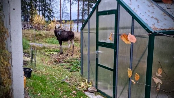 På bilderna som Lars Smeds tog syns objektet som dinglar från ena hornet. Det visar sig ha varit delar av Anita Lundqvists torkvinda, enligt egen utsago.