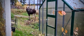 Mystisk plingande älg utanför Luleå: Vad har fastnat i hornet? • "Vore bra om den går att befria"