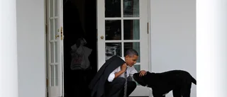 Obamas Vita huset-hund Bo är död