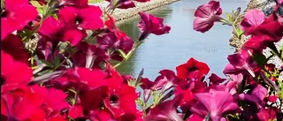 Läsarbilden: Blommande petunior ramar in Tages bro 