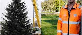 Motala söker julgran : "Blir svårare och svårare för varje år"
