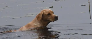Labradoren Holly i Södermanland ställer upp när Sveriges mest populära hund inte syns till