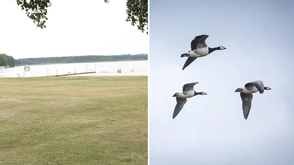 "Badet har varit avstängt ett par gånger med otjänligt vatten att bada i" skriver insändarskribenten.