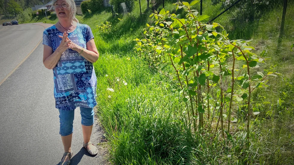 "Jag förstår inte att husägarna i närheten inte skriker högt om det här", säger Gunnel Clewemar om den invasiva växten på Vallbyvägen.