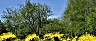 Läsarbilden: Nu blommar det   