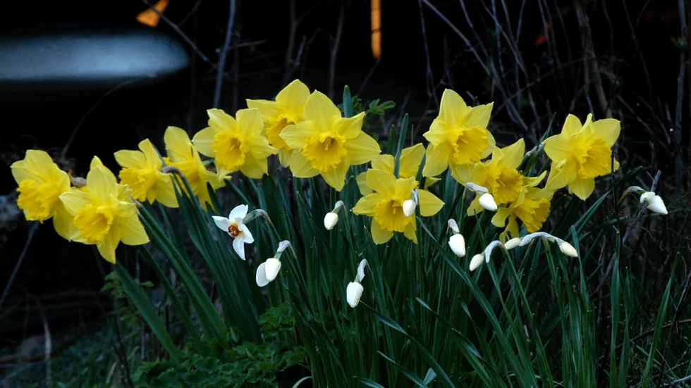 Påsklilja (Narcissus pseudonarcissus) är en så kallad trumpetnarciss som ingår i amaryllisfamiljen. Och visst visar påskliljan gärna upp sig? 