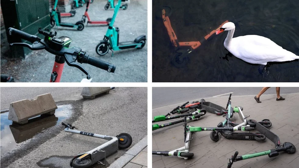 Gräll färgsättning, viss självmordsbenägenhet och en stark drift att tillbringa nattvilan på udda platser i stadsmiljön – allt är kännetecken för den nya invasiva arten.