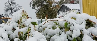 Första snön kom rekordtidigt till Haparanda