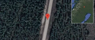 Renar på vägen på E10