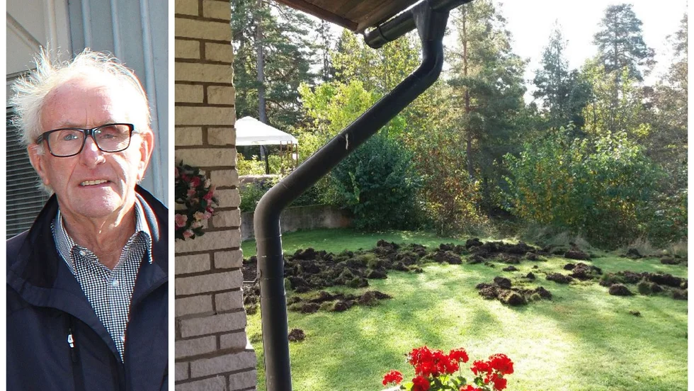 Åke Österberg i Överum drabbats hårt av vildsvinens framfart.