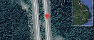 Rådjur på vägen på E4