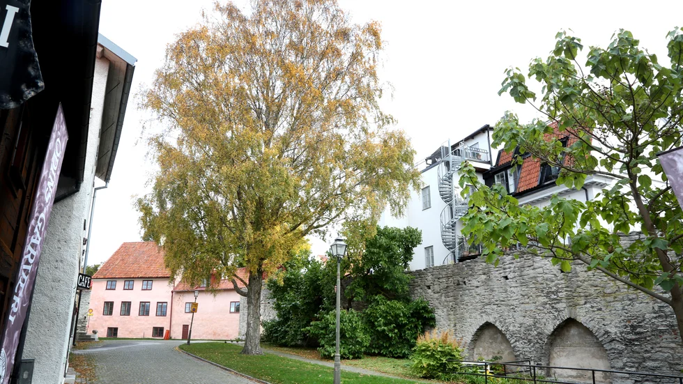 Jättebjörken ska fällas till förmån för mullbärsträdet vid muren. 