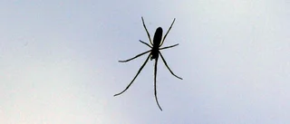 Harmoni kan vara att  be en spindel om ursäkt