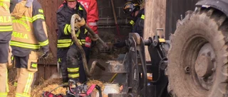 Brand i ladugård – 20-tal ungdjur evakuerades