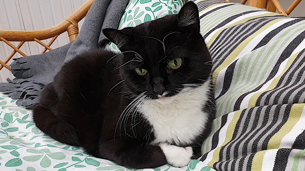 Katter ska inte längre kunna betraktas som en slit och slängvara. I år skärptes kraven för kattägare i en ny föreskrift från Jordbruksverket och nästa år kan det komma en lag som gör det obligatoriskt att märka sin katt.