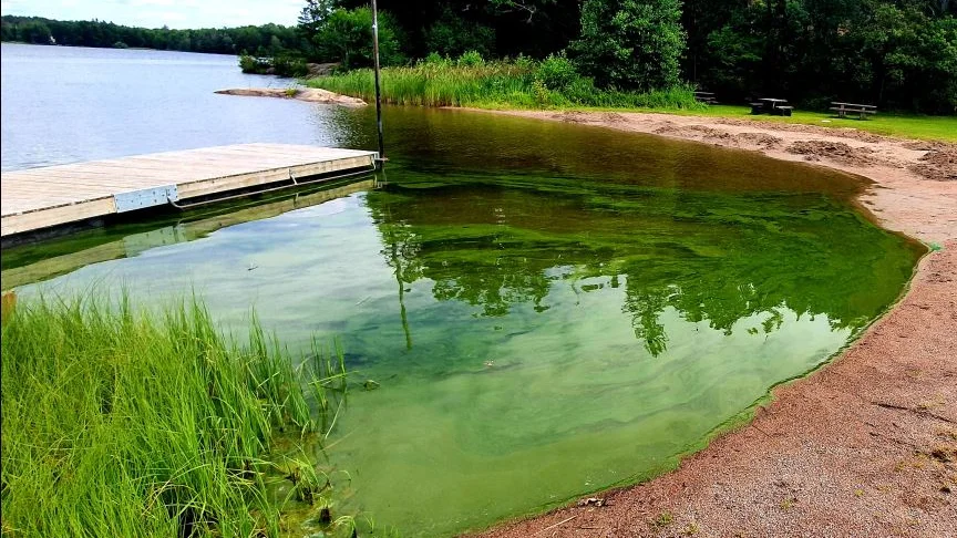 Vid Borgardalsbadet i Länna var vattnet helt grönt intill strandkanten på torsdagen.