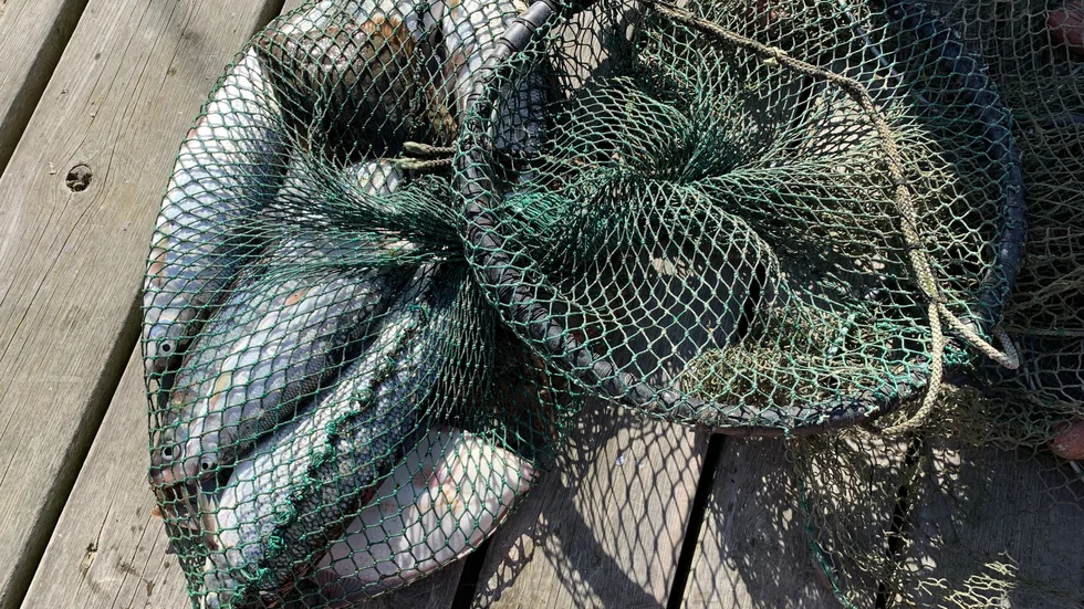 Gotländsk fiskare får böta 10 000 kronor för loggboksfel.