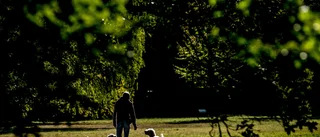 Låt oss värna vår gröna miljö i Linköping