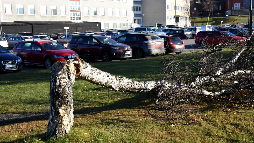 Flera träd knäcktes av måndagskvällens hårda vindar i Kiruna. 