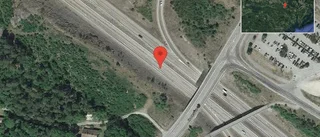 Älgar på vägen på E20