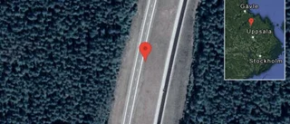 Rådjur på vägen på E4