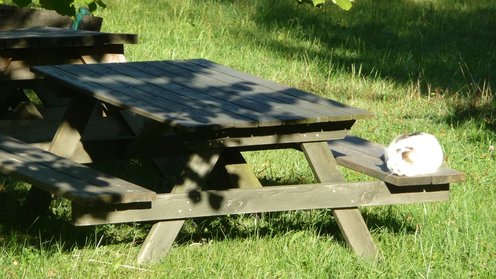 En solkatt tar en vilopaus på parkbänk i Etelhem. 