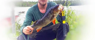 Bamsiga abborrar och stora krokodiler