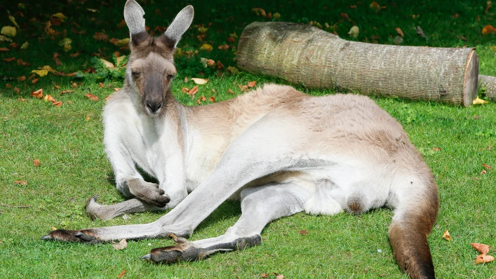 En annan känguru, på djurparken i danska Ålborg. Arkivbild.