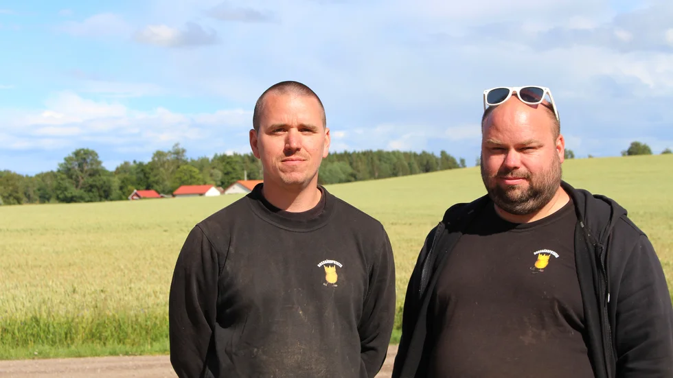 Bröderna Per och Johan Johansson bedriver Bossgård Potatis tillsammans med sin pappa Ulf Johansson. 