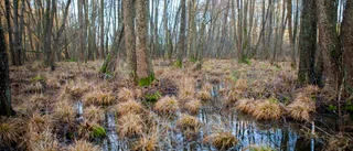 Risk för tungt regelhagel från EU