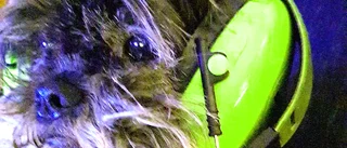 Ett hundliv i lurar           