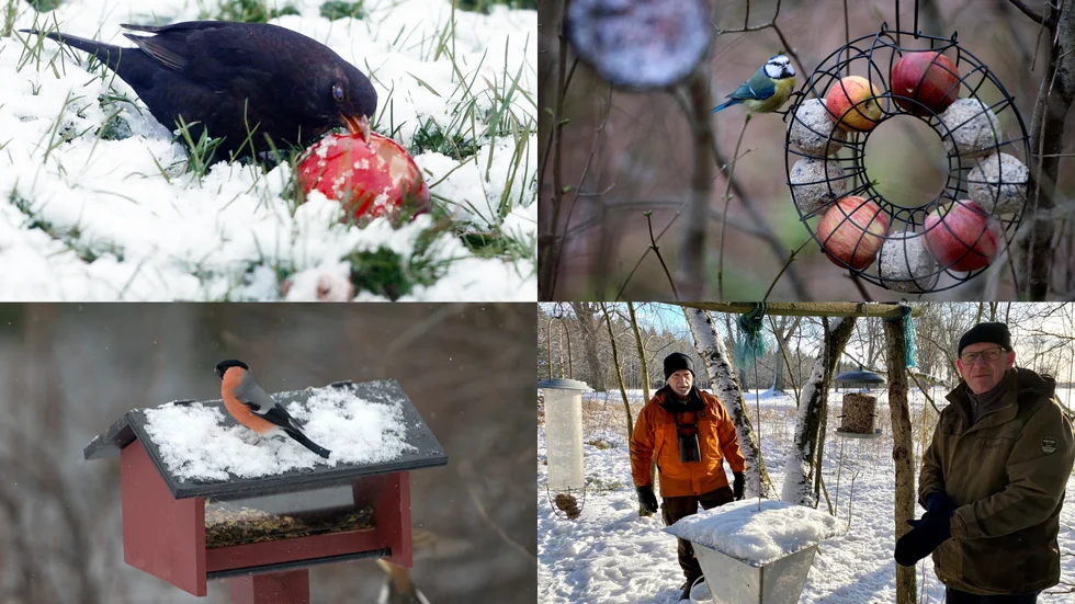 Koltrast, blåmes och domherre äter gärna vid fågelbordet. Fröer kan kompletteras med frukt, som äpplen. Torsten Andersson och Krister Andersson fyller på fågelmatarna nära Tornstugan i Katrineholm. 