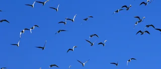 Motverka klimatförändringen – inte energiomställningen